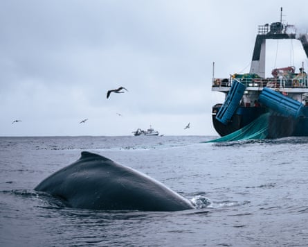 A whale surfaces near the back of a fishing vessel at sea