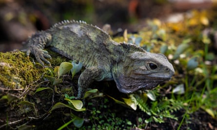 Henry the 130-year-old tuatara Sphenodon punctatus at his new enclosure at Queens Park, Invercargill, Southland, New Zealand. Photo: Derek Morrison
