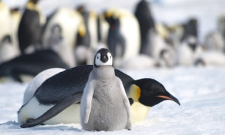 Emperor penguin and chick