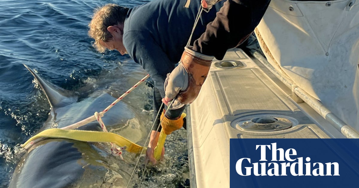 Huge great white spotted traveling off US and Canada as shark sightings surge