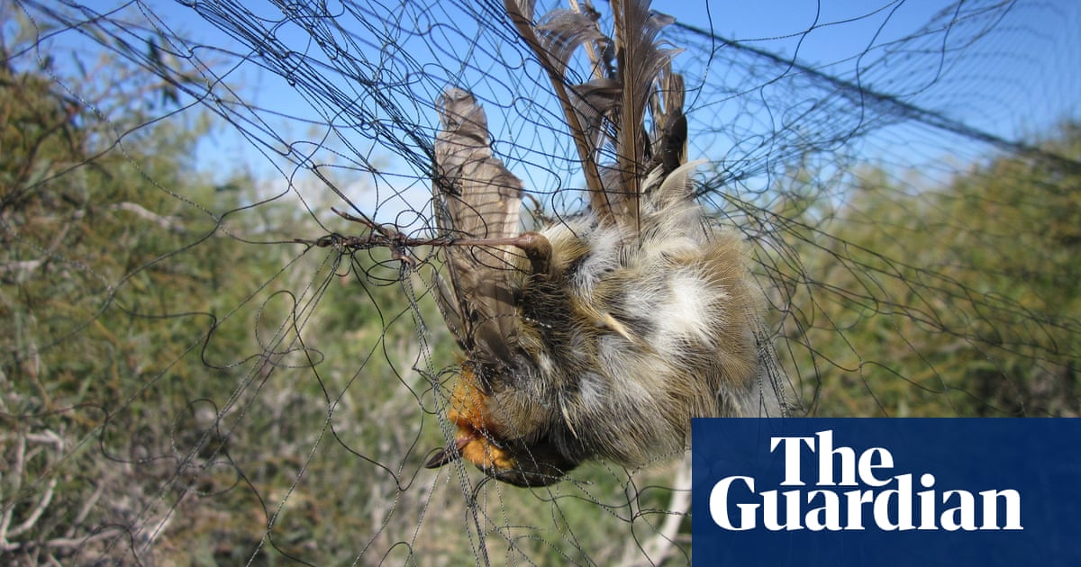 More than 400,000 songbirds killed by organised crime in Cyprus | Birds