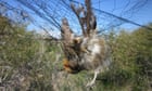 More than 400,000 songbirds killed by organised crime in Cyprus