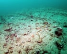 Bottom trawling is bulldozing Britain’s sealife protections | Letters