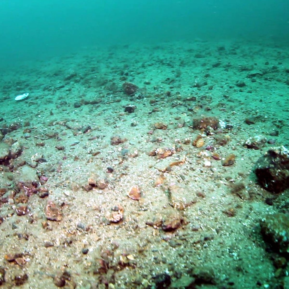 bottom trawling releases as much carbon as air travel landmark study finds marine life the guardian bottom trawling releases as much carbon as air travel landmark study finds marine life the guardian