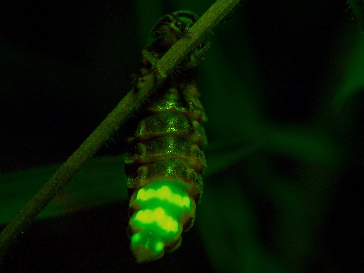 Who's the brightest spark out there? It has to be the glow-worm