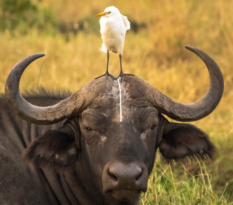A white bird sitting between the horns of a buffalo, with a white line of bird poo running down the buffalo’s face 