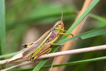 A large marsh grasshopper.