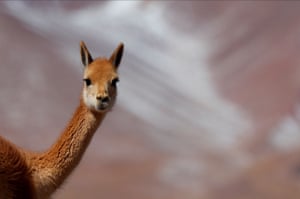 Uma vicunha perto do Salar del Hombre Muerto, 4.000 metros acima do nível do mar na Argentina.