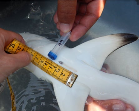 A baby shark being measured with a tape measure