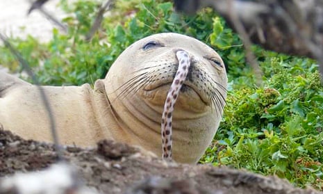 ‘Having a rotten fish inside your nose is bound to cause some problems,’ said Charles Littnan, the lead scientist at Noaa’s Hawaiian monk seal research program.