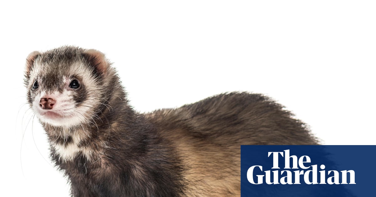 Predatory feral ferrets removed from an island for the first time ever