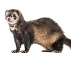 Predatory feral ferrets removed from an island for the first time ever