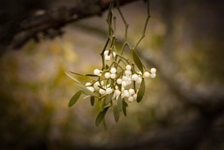 Mistletoe white berries in a forest