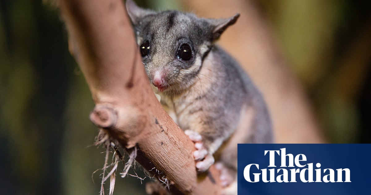 This elusive possum was thought to be extinct outside Victoria. Now ecologists have made an amazing' discovery