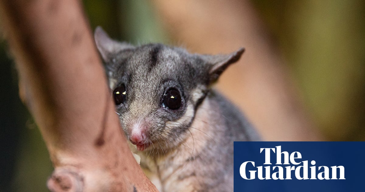 Federal government accused of watering down proposal to protect Australia’s threatened species and ecosystems Federal government accused of watering down proposal to protect Australia’s threatened species and ecosystems