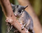 Federal government accused of watering down proposal to protect Australia’s threatened species and ecosystems
