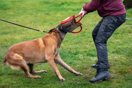 Grahame Green trains personal protection dogs undergo at his Norwich Dog Training School.
