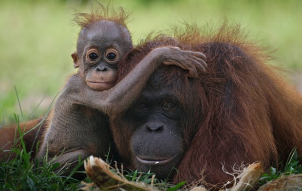 A baby orangutan clings onto its mother at a release site in Tanjung Hanau, Central Kalimantan, Indonesia