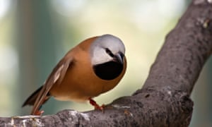 Black-throated finch