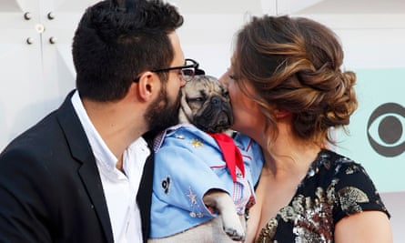 Problems From Head To Tail Craze For Pedigree Pugs Raises