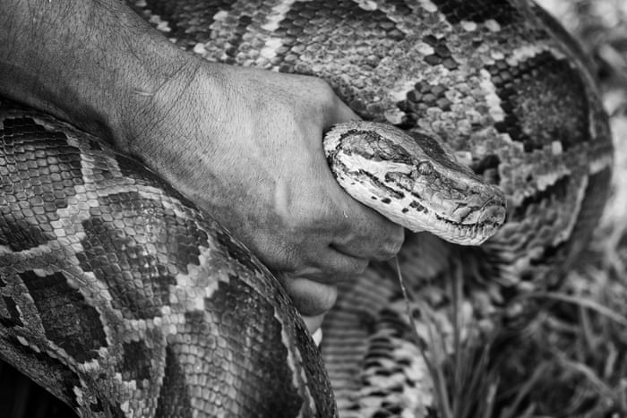 Python Eating Human Video