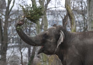 An elephant plays with a Christmas tree at the zoo in Berlin, Germany