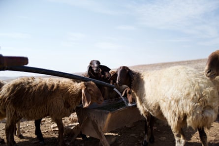 sheep drinking from a trough