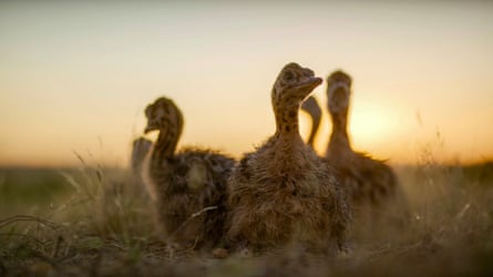 Ostrich chicks in South Africa … in Evolution.