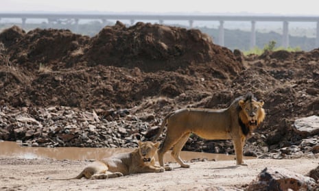 A lion and a lioness in Nairobi national park, Kenya
