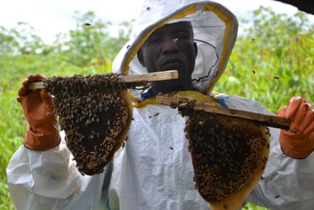 African honey bee, Apis mellifera scutellata, in Liberia