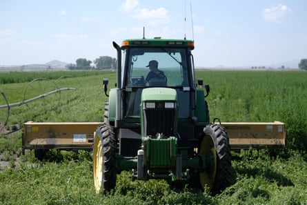 Spencer Seus drives a tractor to cut weeds in a field of mint in Tulelake, California.