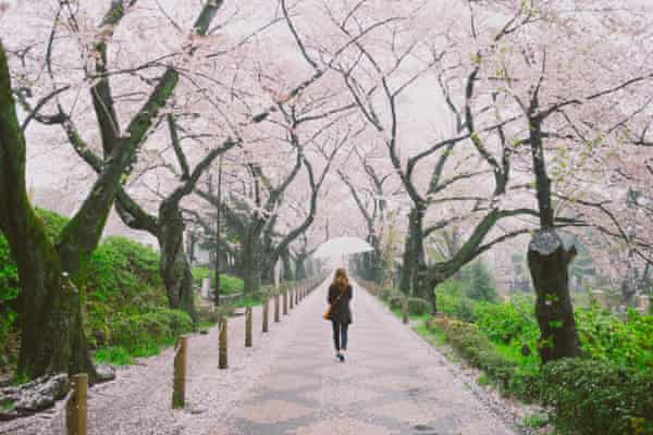 Woman holding an umbrella walking through a row of cherry blossom trees in full bloom