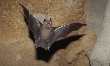 The great round-leaf bat