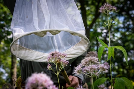 A fine net is carefully lowered over a plant with a bee on it.