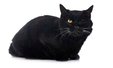 A one-eyed black cat sitting in front of a white background