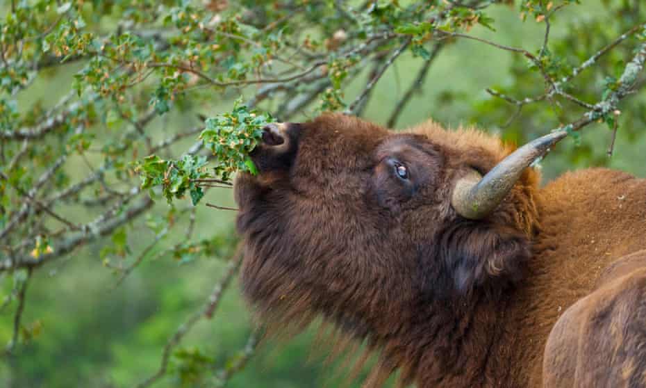 The European bison in Palencia, Spain. 