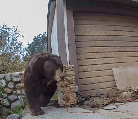 The bear walking around Johnson’s house, past the column he partially demolished.