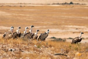 Os abutres-grifos ficam juntos em uma área de alimentação, onde a carniça é deixada pelos conservacionistas como parte de um projeto para aumentar a população das aves protegidas em Israel