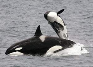 Killer whale populations in European waters are under threat from persistent organic pollutants (POPs). Despite legislative restrictions on their use, these pollutants are still present in orcas’ blubber at levels that exceed all known marine mammal toxicity thresholds.
