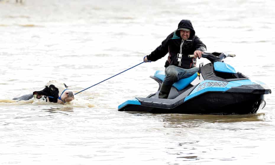 A cow is rescued from floodwaters last month but farmers returning to devastation on their land face a grimmer prospect.