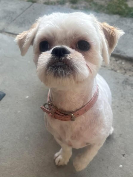 Millie the Maltese shih tzu, for animal cruelty story