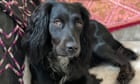 The pet I'll never forget: I had to choose between my baby and my dog. A year later, I still miss her