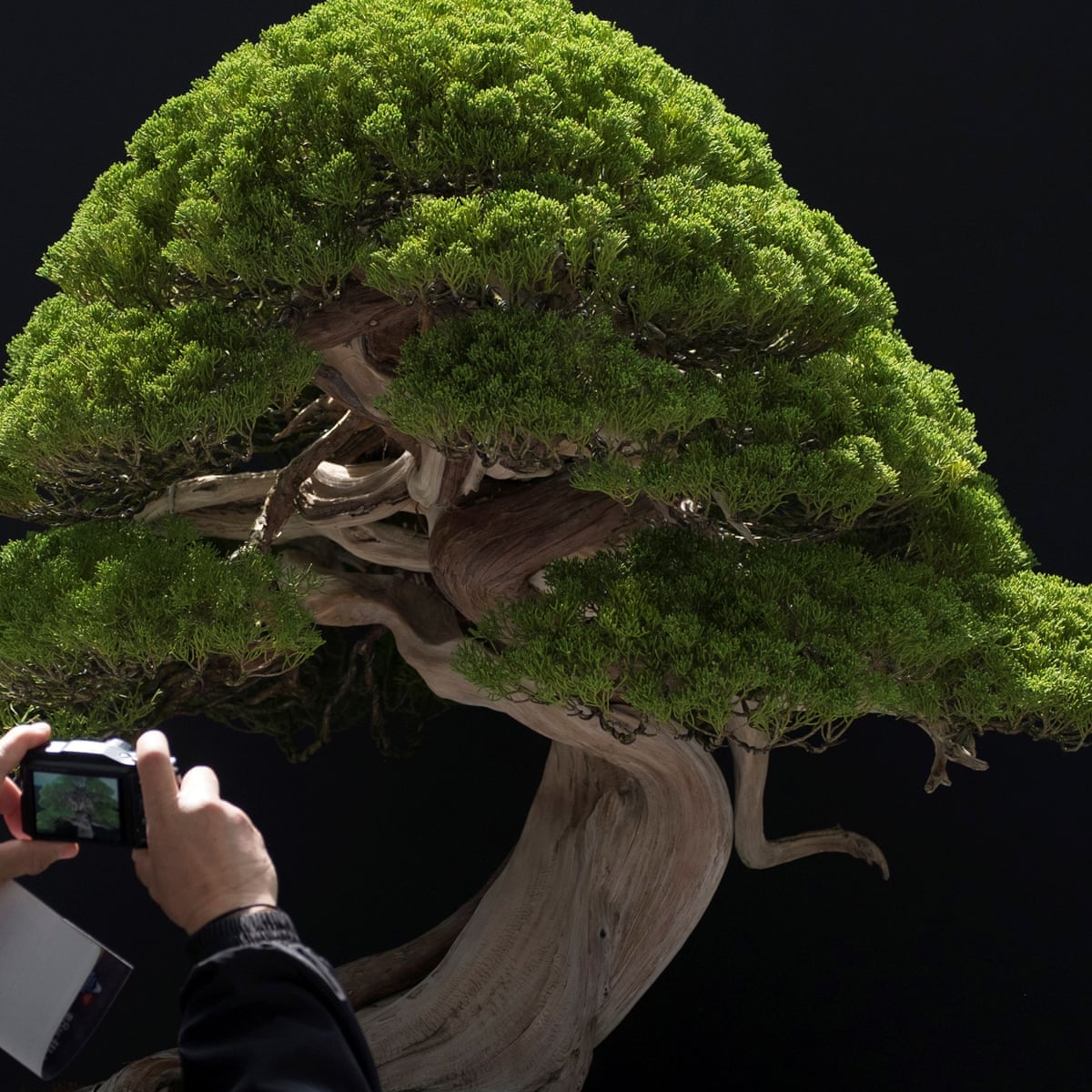 Stolen bonsai trees 'like our children', couple say in plea to thieves | Japan | The Guardian Stolen bonsai trees 'like our children', couple say in plea to thieves | Japan | The Guardian