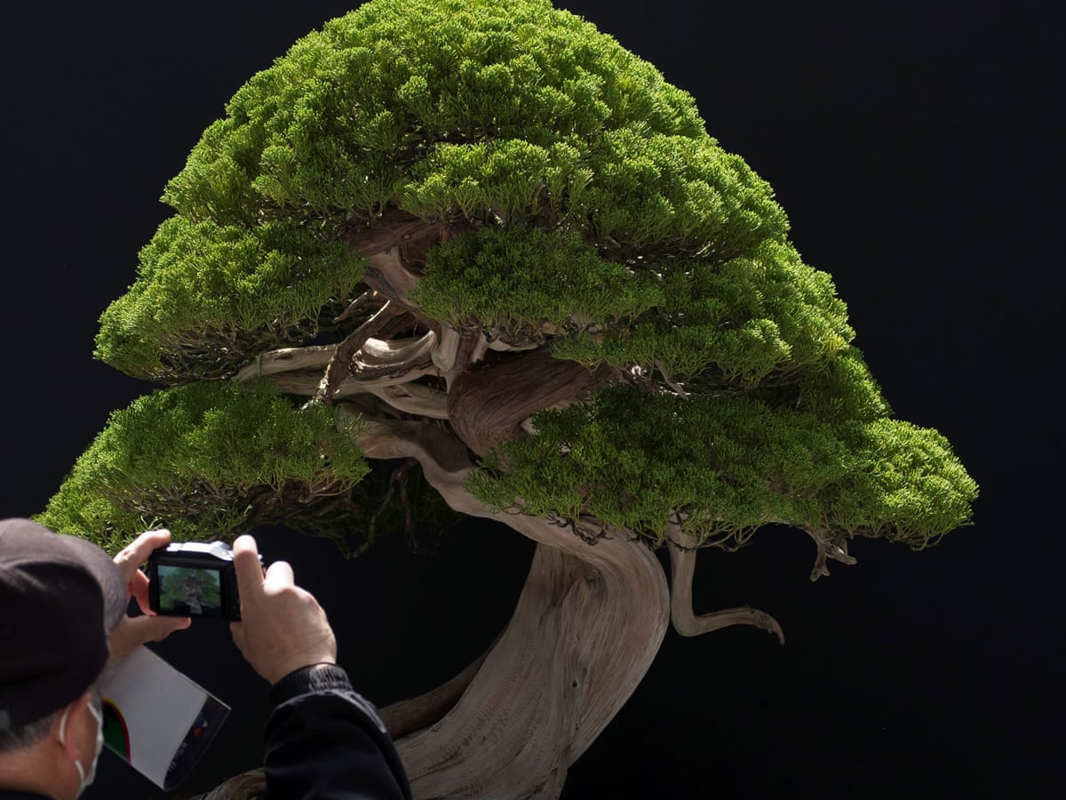 Stolen bonsai trees 'like our children', couple say in plea to thieves | Japan | The Guardian Stolen bonsai trees 'like our children', couple say in plea to thieves | Japan | The Guardian