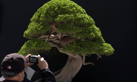 A bonsai displayed at a world bonsai convention in Saitama, Japan, in May 2017