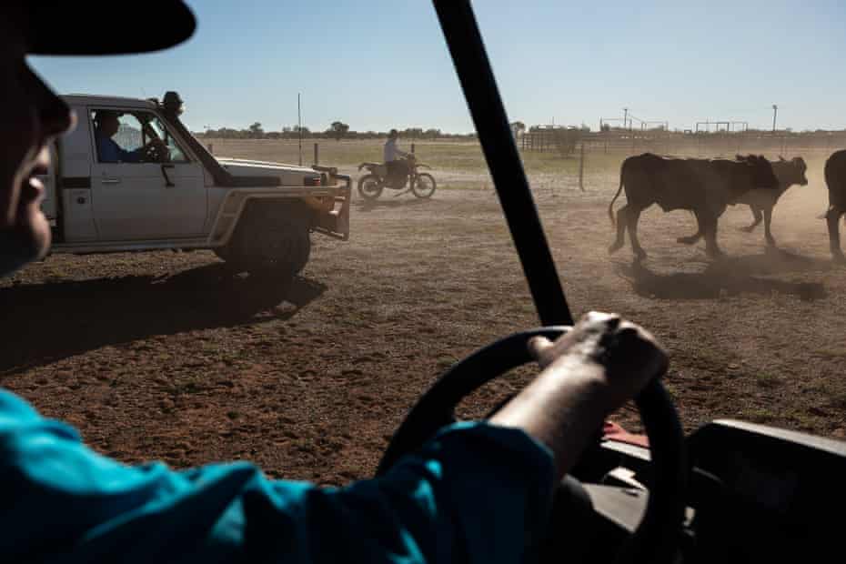 Ann Rayment chasing cattle in a buggy