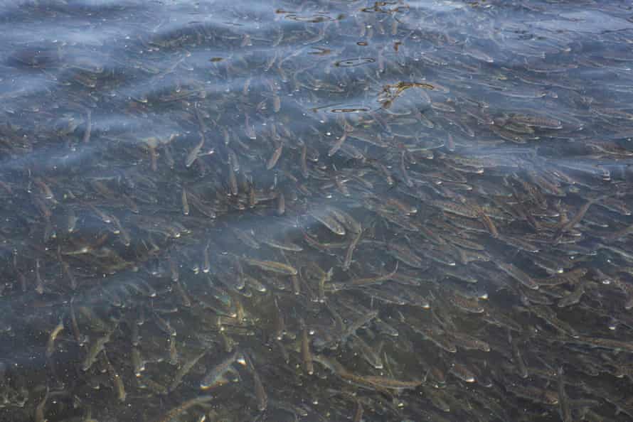 Les rivières comme la rivière américaine devenant trop chaudes et peu profondes pour que les poissons puissent atteindre l'océan, les juvéniles de saumon quinnat seront transportés par camion.