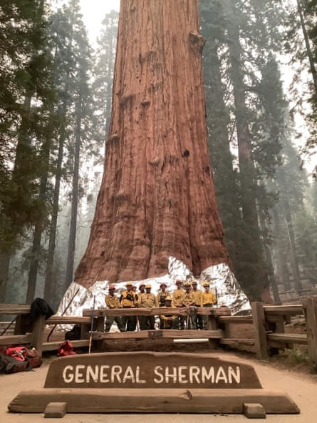 In this picture released by the National Park Service, firefighters pose with the historic General Sherman Tree, estimated to be around 2,300 to 2,700 years old, after wrapping it with structural wrap in the Sequoia National Park near Three Rivers California.