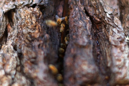 Bees enter a nest habitat in Sebastopol, California.