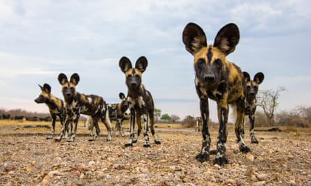 African wild dogs look directly at a remote camera in South Luangwa national park in Zambia